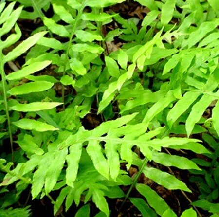 Onoclea sensibilis geen maat specificatie 0,55L/P9cm - afbeelding 5