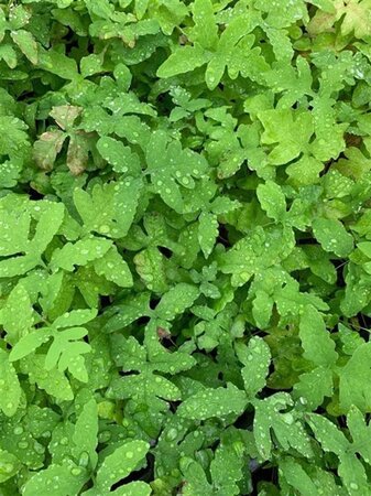 Onoclea sensibilis geen maat specificatie 0,55L/P9cm - afbeelding 4