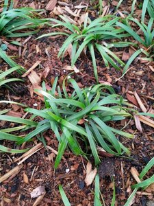 Ophiopogon jap. 'Minor' geen maat specificatie 0,55L/P9cm - afbeelding 5