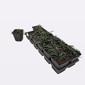 Ophiopogon jap. 'Minor' geen maat specificatie 0,55L/P9cm - afbeelding 5