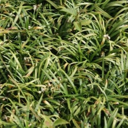 Ophiopogon jap. 'Minor' geen maat specificatie 0,55L/P9cm - afbeelding 5