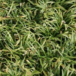 Ophiopogon jap. 'Minor' geen maat specificatie 0,55L/P9cm - afbeelding 5