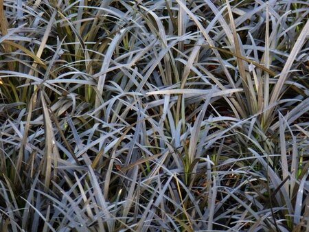 Ophiopogon plan. 'Niger'= 'Black Dragon'(verouderd) geen maat specificatie 0,55L/P9cm - afbeelding 1