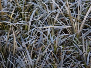 Ophiopogon plan. 'Niger'= 'Black Dragon'(verouderd) geen maat specificatie 0,55L/P9cm