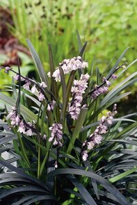 Ophiopogon plan. 'Niger'= 'Black Dragon'(verouderd) geen maat specificatie 0,55L/P9cm - afbeelding 4