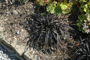 Ophiopogon plan. 'Niger'= 'Black Dragon'(verouderd) geen maat specificatie 0,55L/P9cm - afbeelding 10