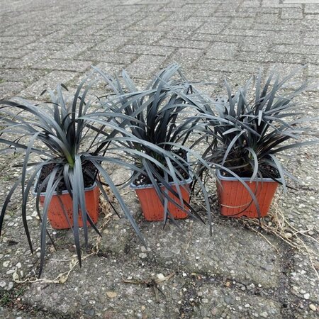 Ophiopogon plan. 'Niger'= 'Black Dragon'(verouderd) geen maat specificatie 0,55L/P9cm - afbeelding 3