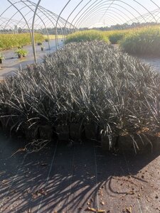 Ophiopogon plan. 'Niger'= 'Black Dragon'(verouderd) geen maat specificatie 0,55L/P9cm - afbeelding 6