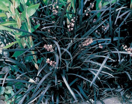 Ophiopogon plan. 'Niger'= 'Black Dragon'(verouderd) geen maat specificatie 0,55L/P9cm - afbeelding 3