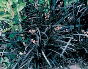 Ophiopogon plan. 'Niger'= 'Black Dragon'(verouderd) geen maat specificatie 0,55L/P9cm - afbeelding 3