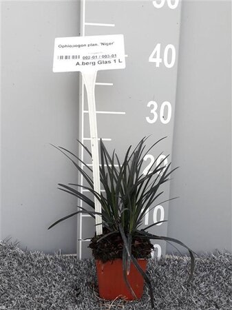 Ophiopogon plan. 'Niger'= 'Black Dragon'(verouderd) geen maat specificatie 0,55L/P9cm - afbeelding 2