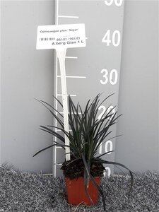 Ophiopogon plan. 'Niger'= 'Black Dragon'(verouderd) geen maat specificatie 0,55L/P9cm - afbeelding 2