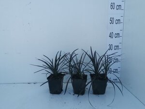 Ophiopogon plan. 'Niger'= 'Black Dragon'(verouderd) geen maat specificatie 0,55L/P9cm - afbeelding 5