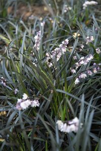 Ophiopogon plan. 'Niger'= 'Black Dragon'(verouderd) geen maat specificatie 0,55L/P9cm - afbeelding 6