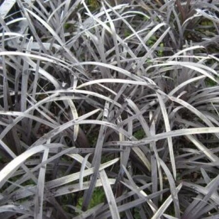 Ophiopogon plan. 'Niger'= 'Black Dragon'(verouderd) geen maat specificatie 0,55L/P9cm - afbeelding 2