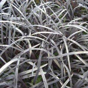 Ophiopogon plan. 'Niger'= 'Black Dragon'(verouderd) geen maat specificatie 0,55L/P9cm - afbeelding 2