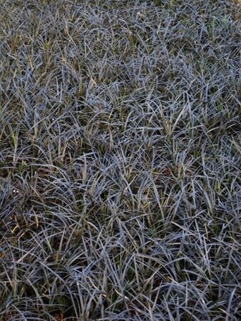 Ophiopogon plan. 'Niger'= 'Black Dragon'(verouderd) geen maat specificatie 0,55L/P9cm - afbeelding 9