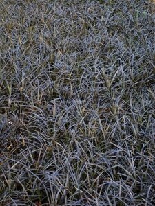 Ophiopogon plan. 'Niger'= 'Black Dragon'(verouderd) geen maat specificatie 0,55L/P9cm - afbeelding 9