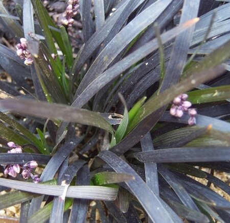 Ophiopogon plan. 'Niger'= 'Black Dragon'(verouderd) geen maat specificatie 0,55L/P9cm - afbeelding 12