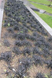 Ophiopogon plan. 'Niger'= 'Black Dragon'(verouderd) geen maat specificatie 0,55L/P9cm - afbeelding 11