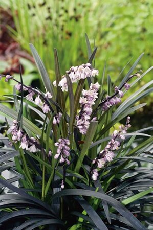 Ophiopogon plan. 'Niger'= 'Black Dragon'(verouderd) geen maat specificatie 0,55L/P9cm - image 4