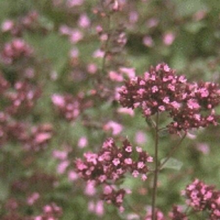 Origanum laevigatum 'Herrenhausen' geen maat specificatie 0,55L/P9cm - afbeelding 3