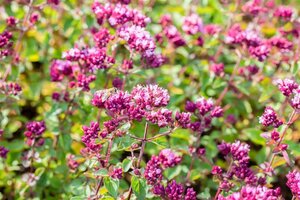 Origanum 'Rosenkuppel' geen maat specificatie 0,55L/P9cm