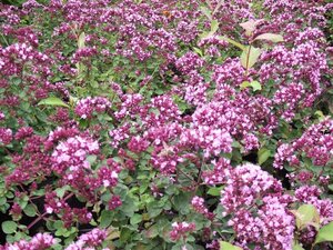 Origanum 'Rosenkuppel' geen maat specificatie 0,55L/P9cm - afbeelding 4