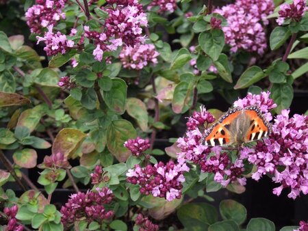 Origanum 'Rosenkuppel' geen maat specificatie 0,55L/P9cm - afbeelding 5