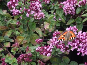 Origanum 'Rosenkuppel' geen maat specificatie 0,55L/P9cm - afbeelding 5