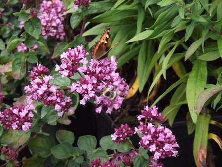 Origanum 'Rosenkuppel' geen maat specificatie 0,55L/P9cm - afbeelding 6