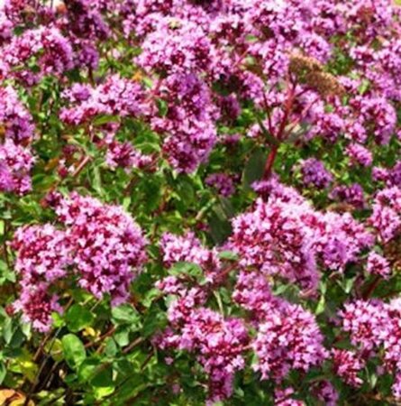 Origanum 'Rosenkuppel' geen maat specificatie 0,55L/P9cm - afbeelding 3
