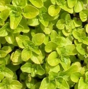 Origanum vulg. 'Aureum' geen maat specificatie 0,55L/P9cm - afbeelding 6