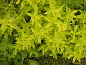 Origanum vulg. 'Aureum' geen maat specificatie 0,55L/P9cm