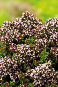 Origanum vulg. 'Compactum' geen maat specificatie 0,55L/P9cm - afbeelding 7