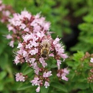 Origanum vulg. 'Compactum' geen maat specificatie 0,55L/P9cm - afbeelding 8