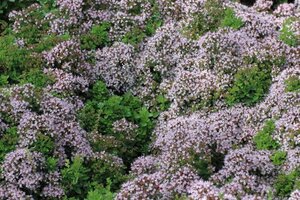 Origanum vulg. 'Compactum' geen maat specificatie 0,55L/P9cm