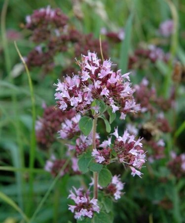 Origanum vulg. 'Compactum' geen maat specificatie 0,55L/P9cm - afbeelding 3