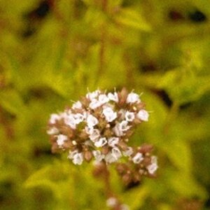 Origanum vulg. 'Thumble's Variety' geen maat specificatie 0,55L/P9cm