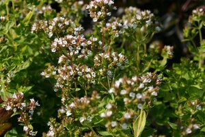 Origanum vulg. 'Thumble's Variety' geen maat specificatie 0,55L/P9cm - afbeelding 2