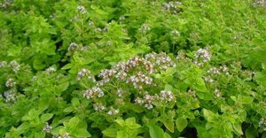 Origanum vulg. 'Thumble's Variety' geen maat specificatie 0,55L/P9cm - afbeelding 3