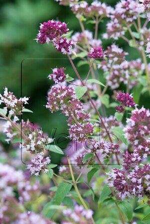 Origanum vulgare geen maat specificatie 0,55L/P9cm - afbeelding 5