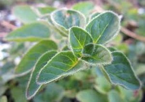 Origanum vulgare geen maat specificatie 0,55L/P9cm - afbeelding 4