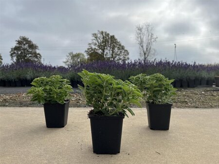 Origanum vulgare geen maat specificatie 0,55L/P9cm - afbeelding 6