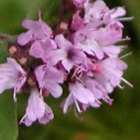 Origanum vulgare geen maat specificatie 0,55L/P9cm - afbeelding 7