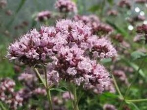 Origanum vulgare geen maat specificatie 0,55L/P9cm - afbeelding 2