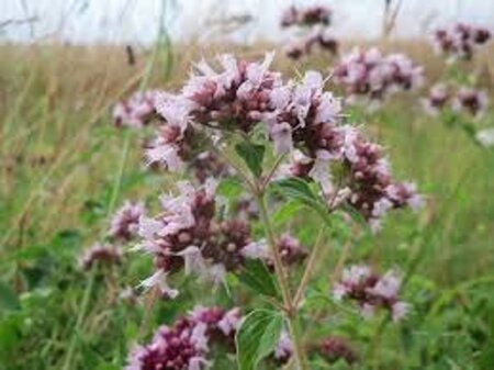 Origanum vulgare geen maat specificatie 0,55L/P9cm - afbeelding 10