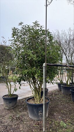 Osmanthus armatus 250-300 cm container meerstammig - afbeelding 1