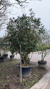 Osmanthus armatus 250-300 cm container meerstammig - afbeelding 2
