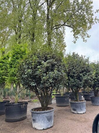 Osmanthus armatus 250-300 cm container multi-stem - image 4